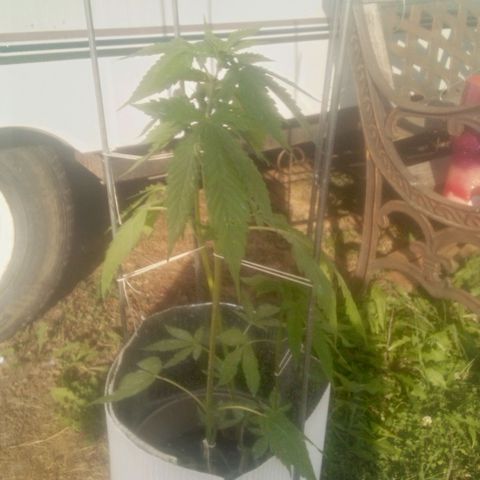 Charlie beezilka og growlog photo: Day 5 of flowering