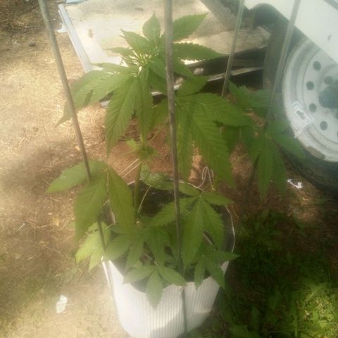 Charlie beezilka og growlog timeline photo