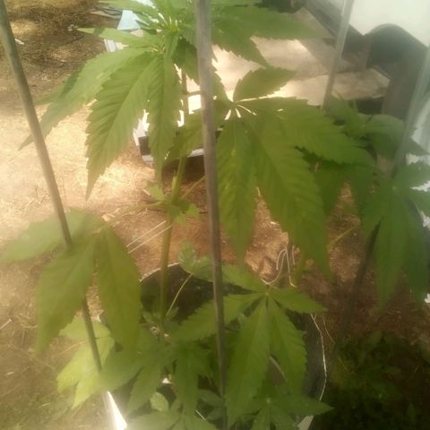 Charlie beezilka og growlog timeline photo