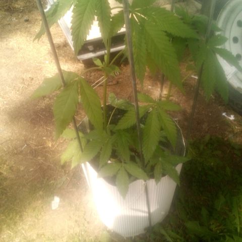 Charlie beezilka og growlog timeline photo