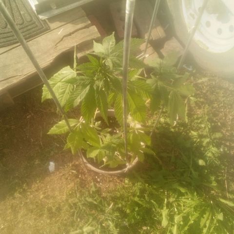 Charlie beezilka og growlog timeline photo