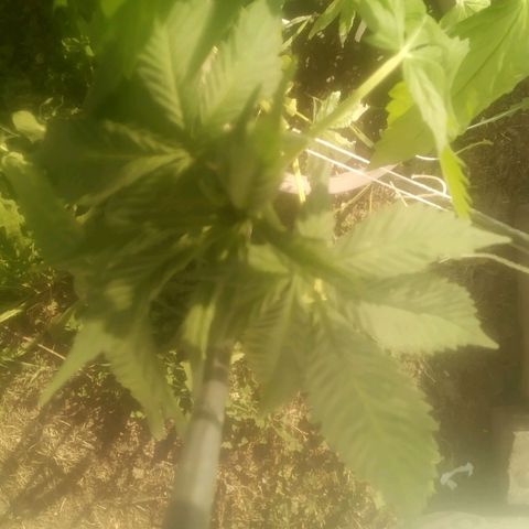 Charlie beezilka og growlog timeline photo