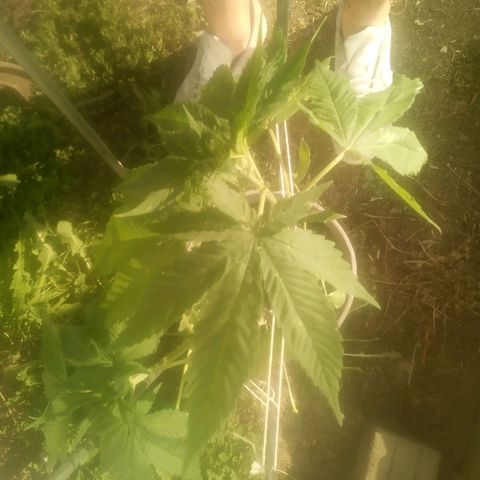 Charlie beezilka og growlog timeline photo