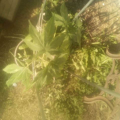 Charlie beezilka og growlog timeline photo