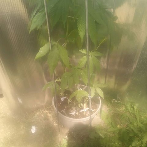 Charlie beezilka og growlog timeline photo