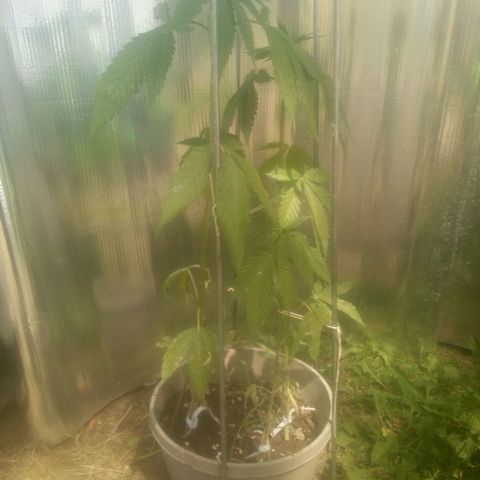 Charlie beezilka og growlog timeline photo
