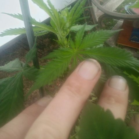 Charlie beezilka og growlog photo: Flushed soil 3 days ago