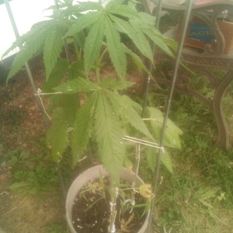 Charlie beezilka og growlog photo: Flushed soil 3 days ago