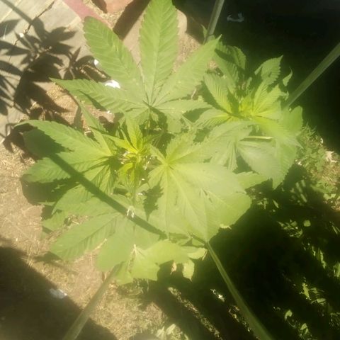 Charlie beezilka og growlog photo: Flushed soil 3 days ago