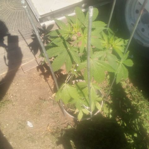 Charlie beezilka og growlog photo: Flushed soil 3 days ago