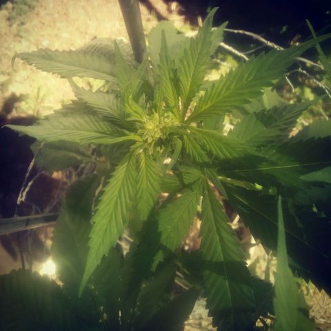 Charlie beezilka og growlog photo: 3 week of pre flower