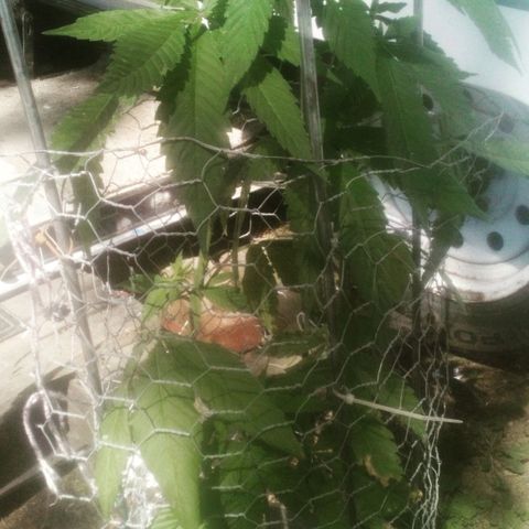 Charlie beezilka og growlog photo: 3 week of pre flower