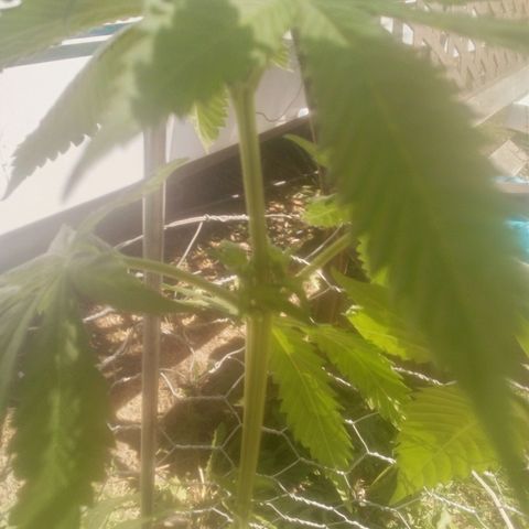 Charlie beezilka og growlog photo: 3 week of pre flower