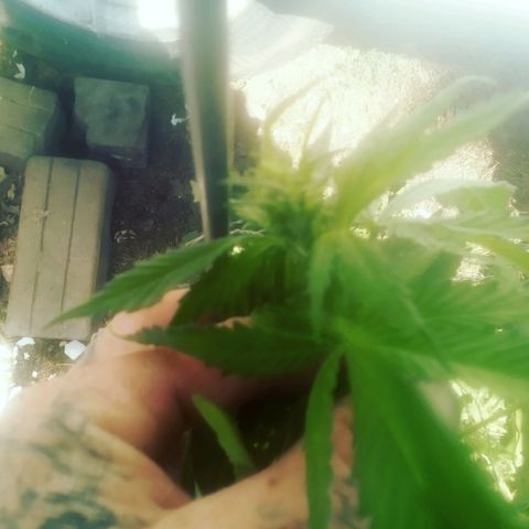 Charlie beezilka og growlog photo: 3 week of pre flower