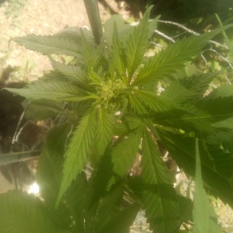 Charlie beezilka og growlog photo: 3 week of pre flower