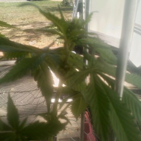 Charlie beezilka og growlog photo: 3 week of pre flower