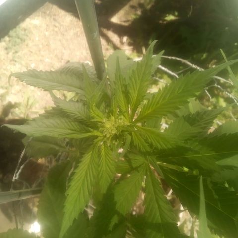 Charlie beezilka og growlog photo: 3 week of pre flower