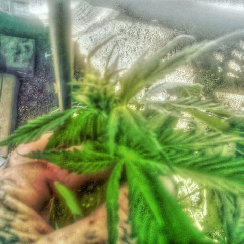 Charlie beezilka og growlog photo: 3 week of pre flower