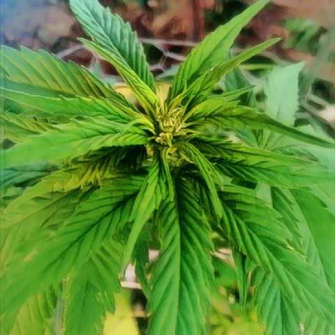 Charlie beezilka og growlog timeline photo