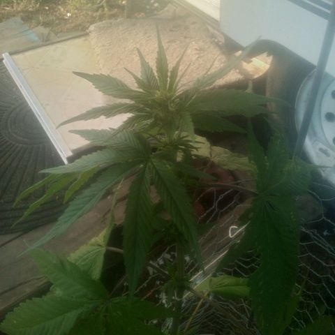 Charlie beezilka og growlog timeline photo