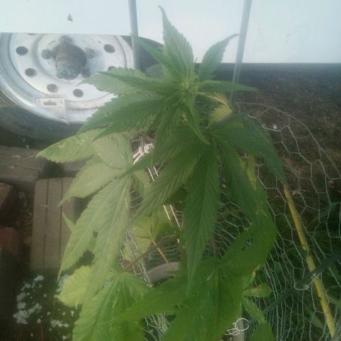 Charlie beezilka og growlog timeline photo