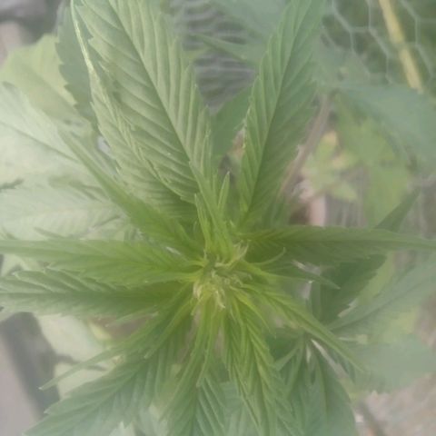 Charlie beezilka og growlog timeline photo