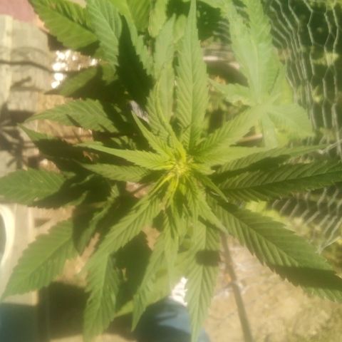 Charlie beezilka og growlog timeline photo