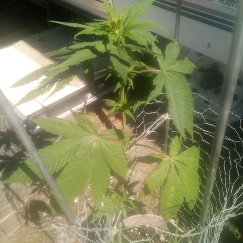 Charlie beezilka og growlog timeline photo