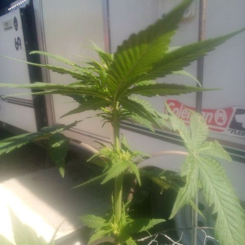 Charlie beezilka og growlog timeline photo