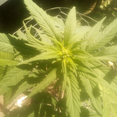 Charlie beezilka og growlog timeline photo