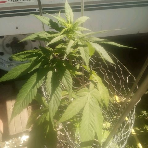 Charlie beezilka og growlog timeline photo
