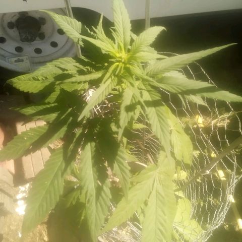 Charlie beezilka og growlog timeline photo