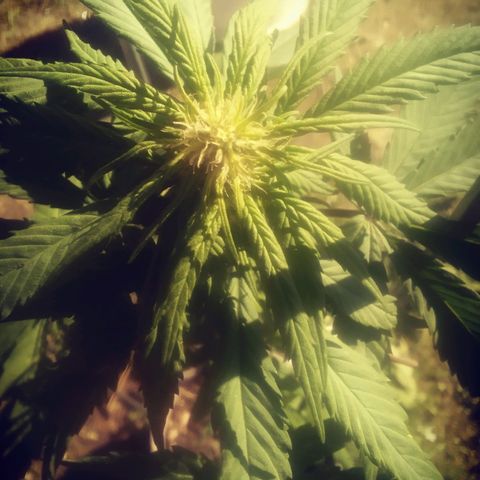 Charlie beezilka og growlog timeline photo