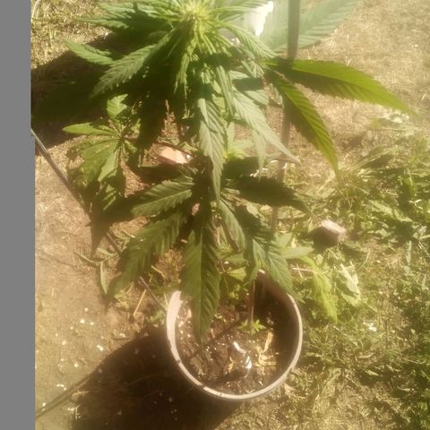 Charlie beezilka og growlog timeline photo