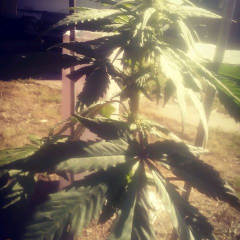 Charlie beezilka og growlog timeline photo