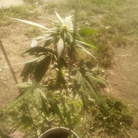 Charlie beezilka og growlog timeline photo