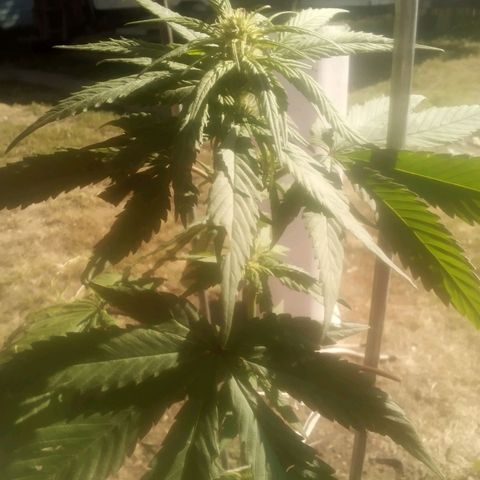 Charlie beezilka og growlog timeline photo