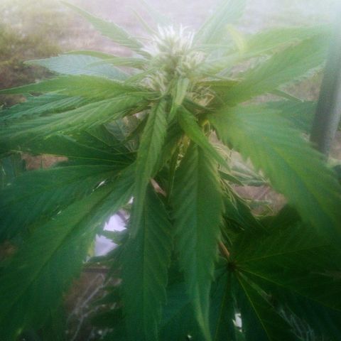 Charlie beezilka og growlog timeline photo