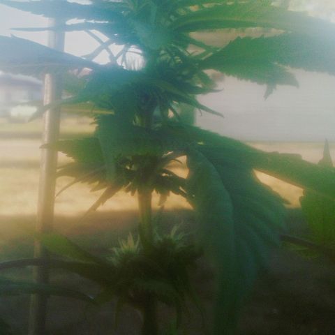 Charlie beezilka og growlog timeline photo