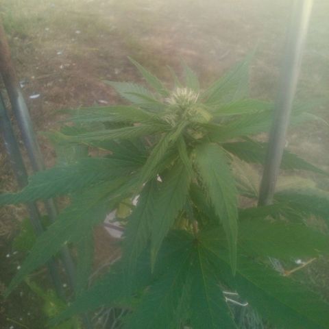 Charlie beezilka og growlog timeline photo