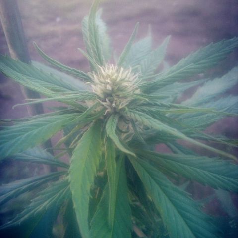 Charlie beezilka og growlog timeline photo