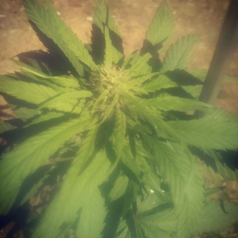 Charlie beezilka og growlog timeline photo