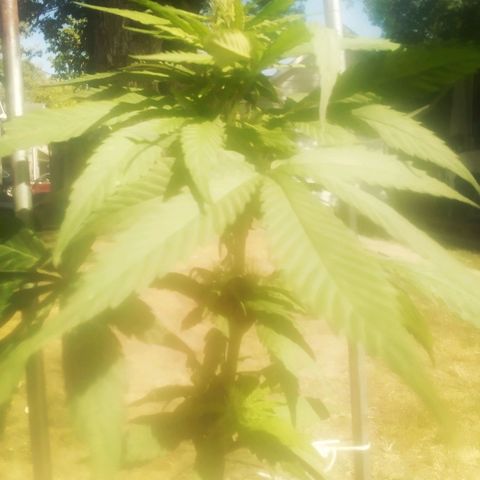 Charlie beezilka og growlog timeline photo
