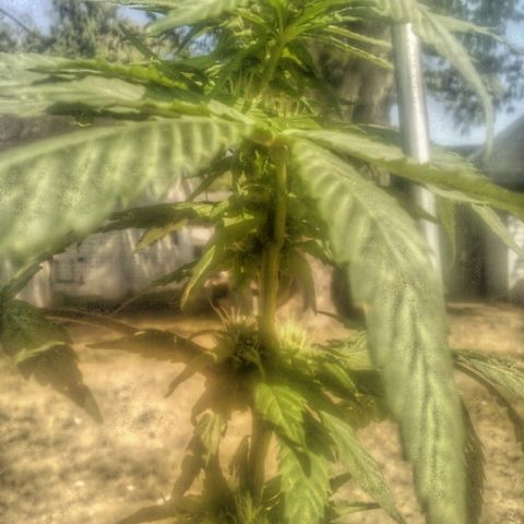 Charlie beezilka og growlog timeline photo