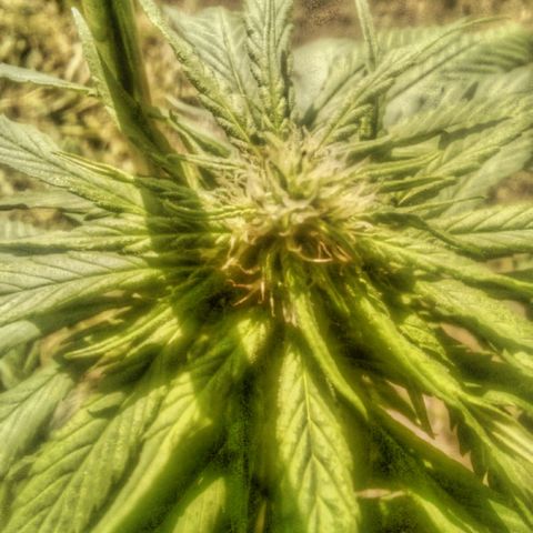 Charlie beezilka og growlog timeline photo