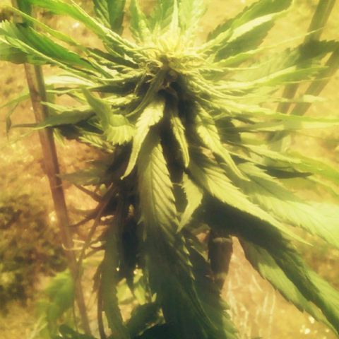 Charlie beezilka og growlog timeline photo