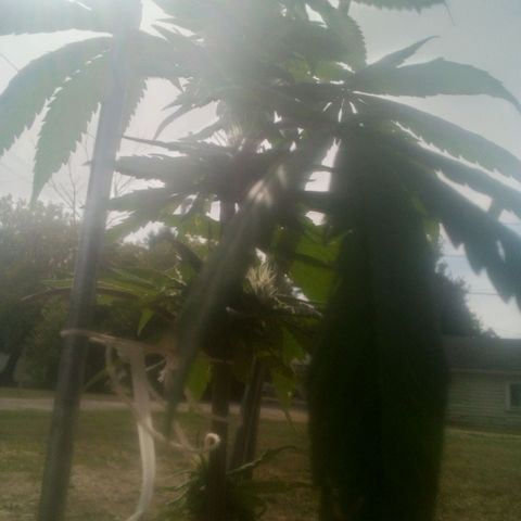 Charlie beezilka og growlog timeline photo