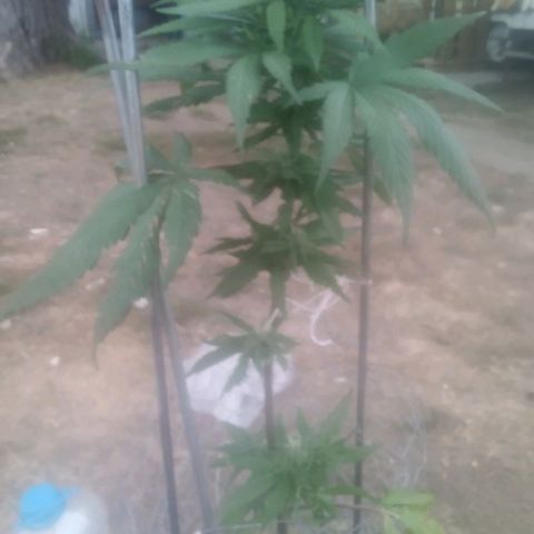 Charlie beezilka og growlog photo: Buds