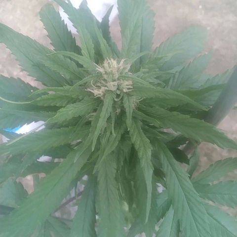 Charlie beezilka og growlog photo: Buds