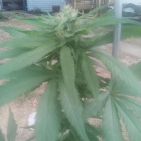 Charlie beezilka og growlog photo: Buds